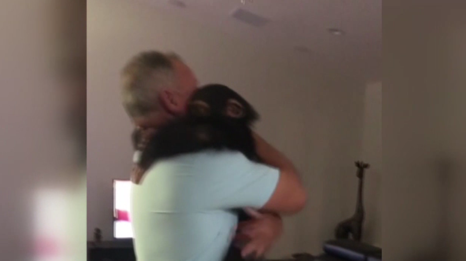 Reacția emoționantă a unei maimuțe atunci când și-a revăzut familia adoptivă