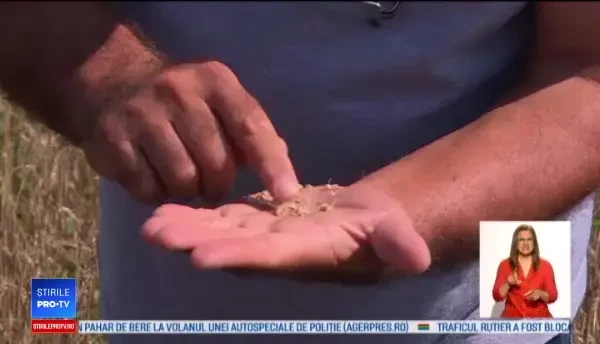 Agricultura României pare blestemată. După inundaţii, recoltele sunt afectate şi de noi paraziţi