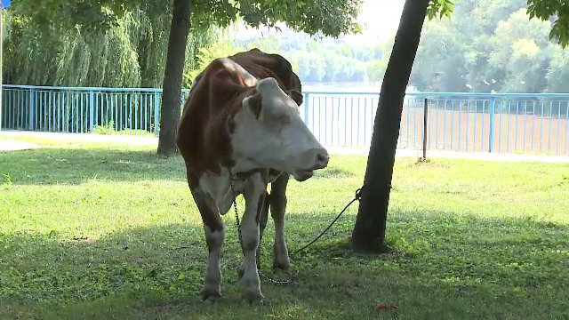 O vacă pierdută a creat agitație în Arad. Amenda primită de proprietarii