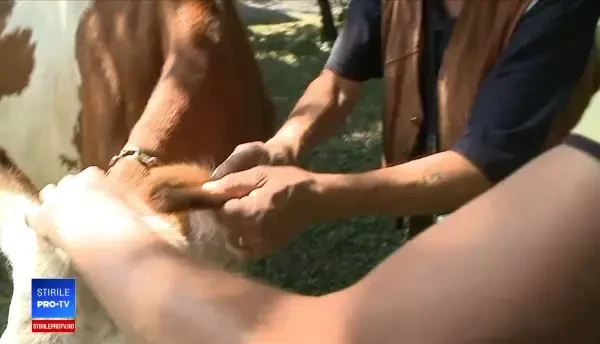 O vacă pierdută a creat agitație în Arad. Amenda primită de proprietarii