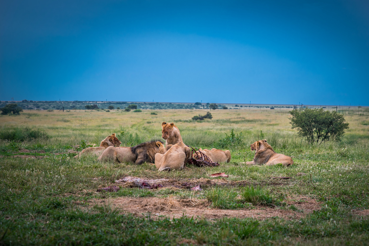 Braconieri de coarne de rinocer, mâncaţi de lei în Africa de Sud