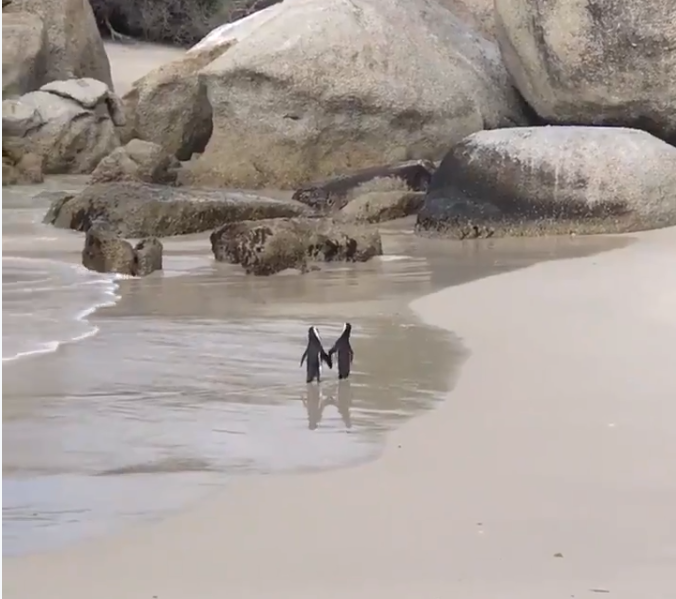 Plimbarea „romantică” a doi pinguini, pe o plajă Africa de Sud. VIDEO
