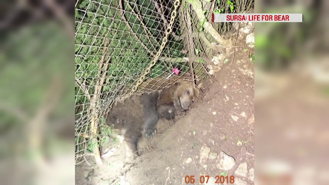 Aventura unui pui de urs care s-a apropiat de case, la Brașov. Salvatorii, nevoiți să-l tranchilizeze
