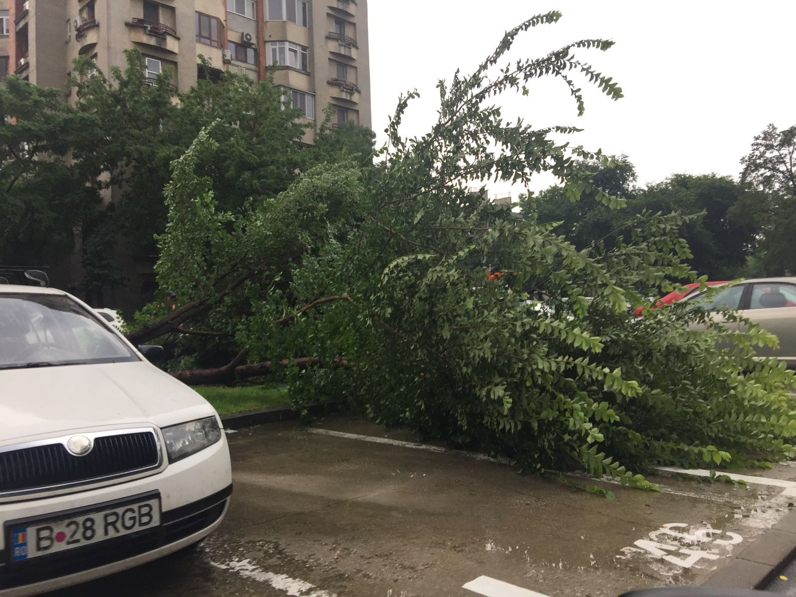 furtuna in Bucuresti