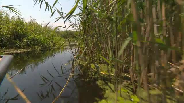 Tot mai mulți turiști vin să admire cea mai tânără deltă din Europa: Delta Neajlovului