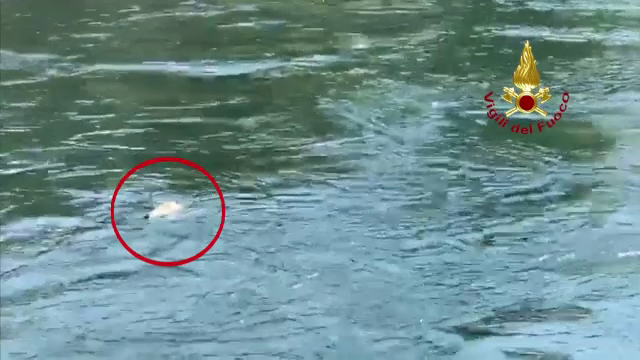 Arici salvat de un echipaj de pompieri din apele unui râu