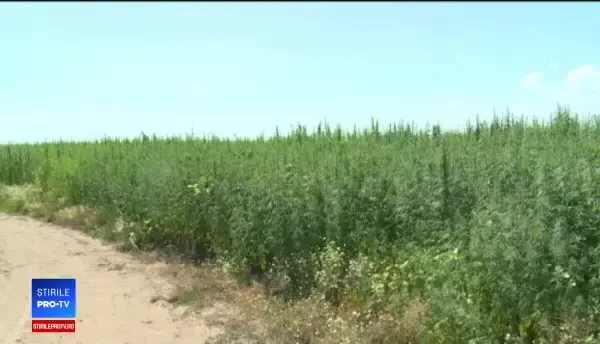 Afacerea cu care 2 olandezi au dat lovitura în România. 70.000 de euro profit într-un an