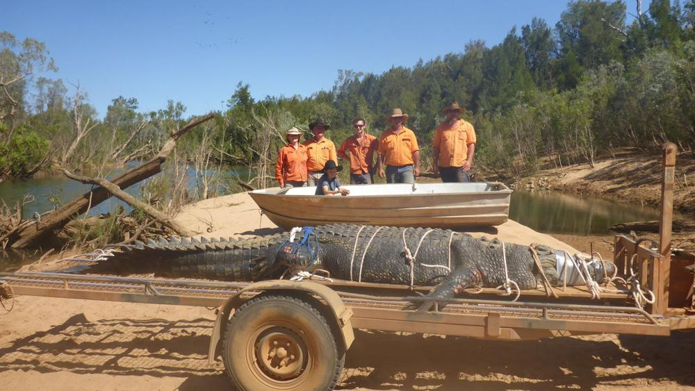 Un crocodil uriaș a fost capturat în Australia. Era căutat de peste 10 ani