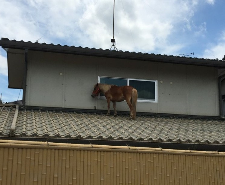 Un ponei s-a suit pe acoperiş ca să scape de inundaţii, în Japonia