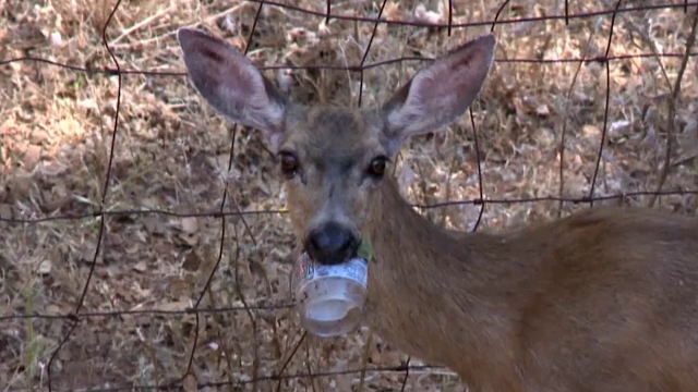 Situația periculoasă în care a ajuns o căprioară care a poftit la unt de arahide