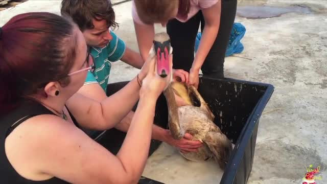 Lebede captive într-un iaz de decantare a produselor petroliere, lângă Ploiești