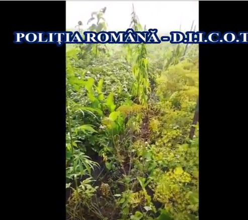Doi bărbați, de 64 și 71 de ani, conduși la sediul DIICOT pentru că ar fi cultivat cannabis
