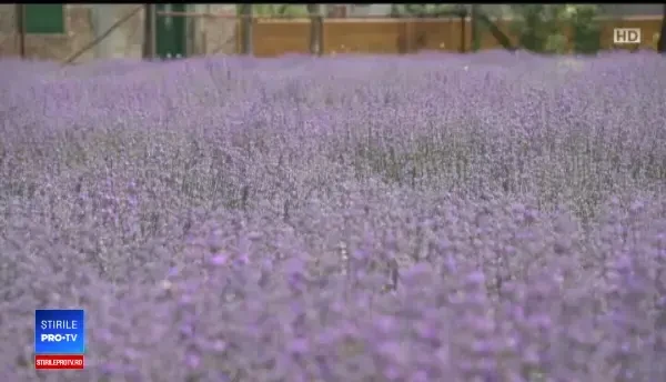 Uleiul de lavandă, la mare căutare. Prețul unei sticluțe ajunge chiar și la 50 de lei