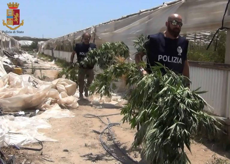 2 români prinşi cultivând marijuana în sera de roşii, în Sicilia. Aveau şi magnet pe contor