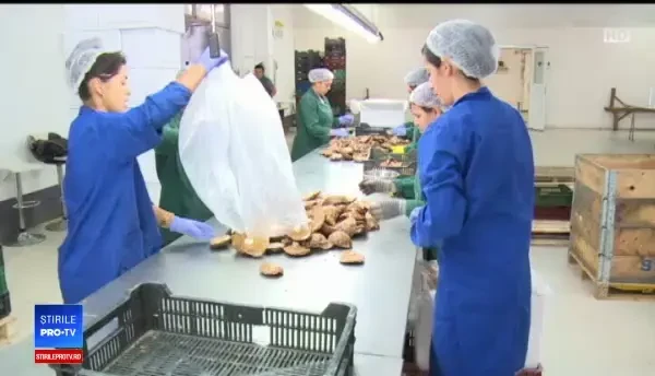 Hribii, o delicatesă în Franța și Italia. În România, sunt vânduți pe marginea drumului