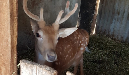 Descoperirea uimitoare făcută la locuințele unor persoane bănuite de braconaj, în Timiș