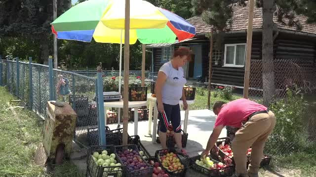 Rețeta succesului unor fermieri români. Butașii de viță de vie ajung până în Germania