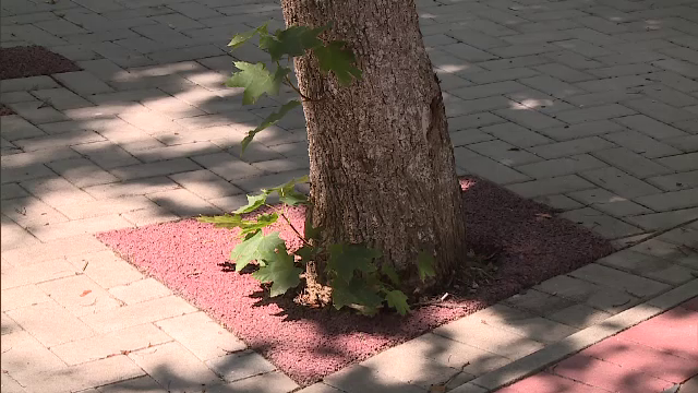 Copacii din București, ”uciși” lent, pentru a face parcări. Aceștia se pot prăbuși peste oameni