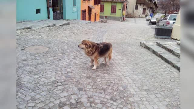 A murit Jimmy, căţelul vedetă din Sighișoara. Oamenii care l-au iubit vor să-i facă o statuie