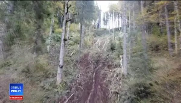 Cele trei companii care ar prelucra lemn tăiat ilegal. Un ONG a urmărit transporturile din păduri