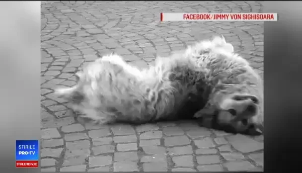 A murit Jimmy, căţelul vedetă din Sighișoara. Oamenii care l-au iubit vor să-i facă o statuie