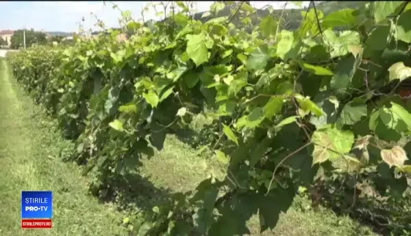Rețeta succesului unor fermieri români. Butașii de viță de vie ajung până în Germania