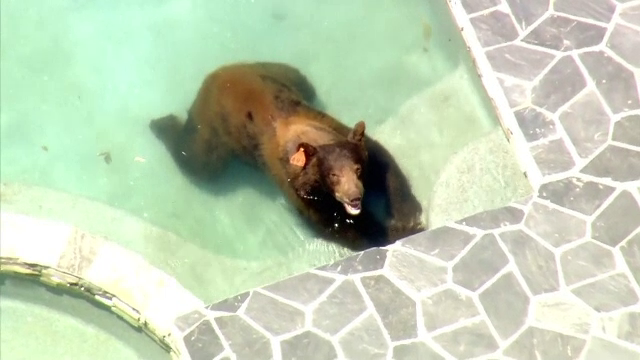 Un urs a intrat în piscina unor americani pentru a face baie