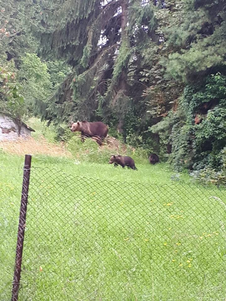 Familie de urşi fotografiată lângă Spitalul Miercurea Ciuc: ”Au mers să-și viziteze victimele”