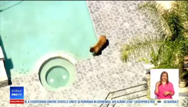Un urs a intrat în piscina unor americani pentru a face baie