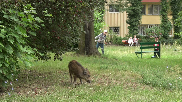 Orașul în care copiii se joacă printre porcii mistreți. Cum de a fost posibil