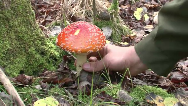 Alertă în spitalele din ţară. Numărul pacienţilor care au consumat ciuperci otrăvitoare a crescut