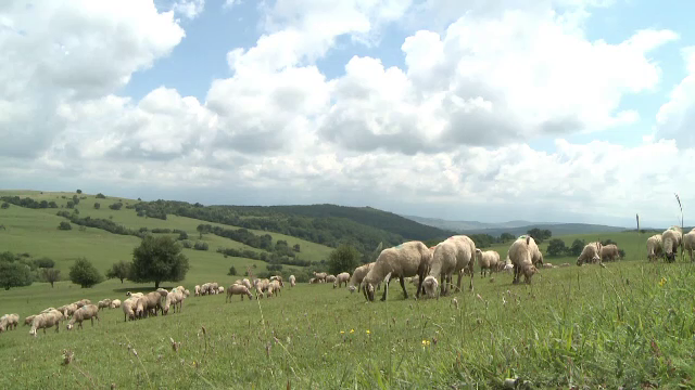 E criză de ciobani iar fermierii dau vina pe ajutoarele sociale. Salariul primit de un cioban priceput