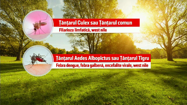 Capitala se luptă cu o invazie a ţânţarilor, cum nu a mai fost de 5 ani încoace. Explicaţia Primăriei