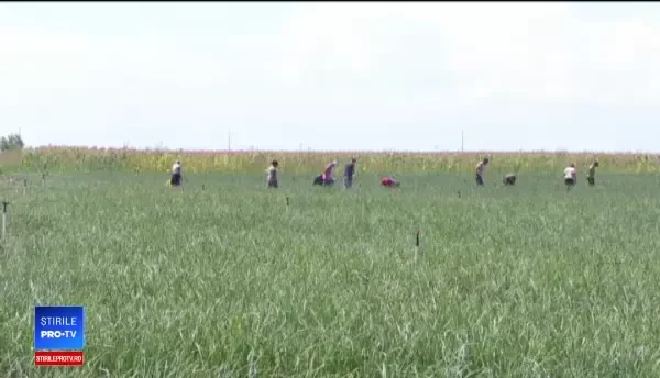 Producţia de ceapă, de cinci ori mai mică faţă de anul trecut. România, nevoită să importe leguma