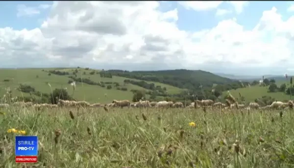 E criză de ciobani iar fermierii dau vina pe ajutoarele sociale. Salariul primit de un cioban priceput