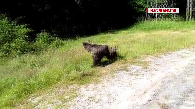 Doua familii de turiști, speriate de o ursoaică cu pui. Unde s-au adăpostit