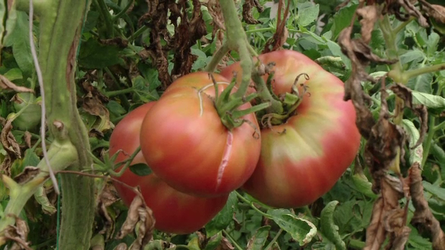 Premiul pe care îl vor câștiga agricultorii din Olt pentru cea mai mare roșie din județ