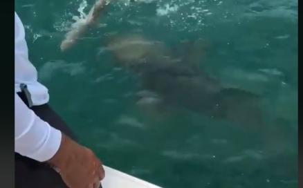 Scenă ca în filme. Un rechin este înghițit de un ”monstru al apelor”. VIDEO