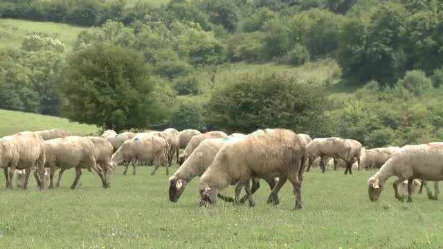 Crescători de oi, înșelați cu 110.000 de lei. Trei tineri au luat 700 de animale gratis