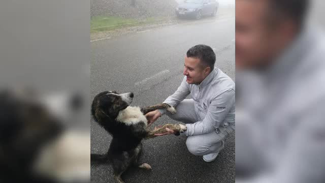 Câinele care a salvat un biciclist rănit pe munte a fost adoptat de vicepreședintele CJ Caraș Severin