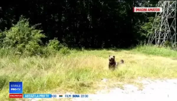 Doua familii de turiști, speriate de o ursoaică cu pui. Unde s-au adăpostit