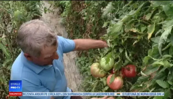 Premiul pe care îl vor câștiga agricultorii din Olt pentru cea mai mare roșie din județ