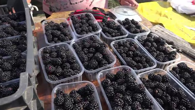 Investițiile în culturile de mure, un succes în 2018. Profitul scos dintr-un hectar