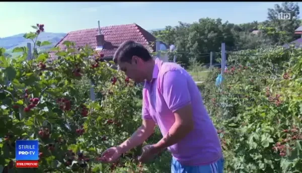 Investițiile în culturile de mure, un succes în 2018. Profitul scos dintr-un hectar