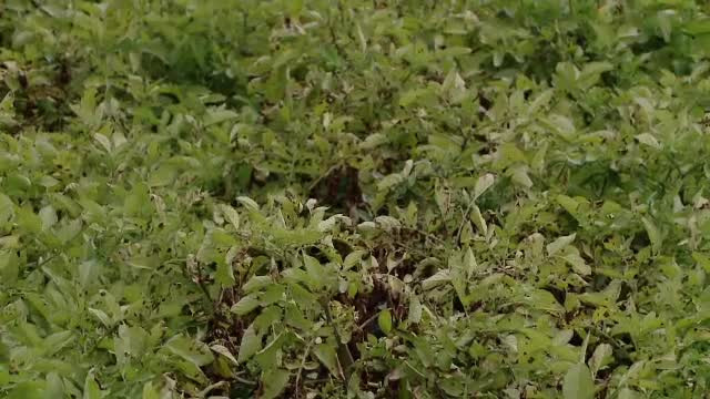 Ploile abundente din Harghita și Covasna au afectat culturile de cartofi