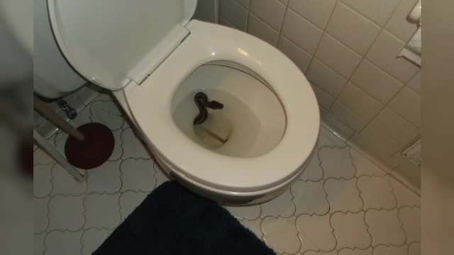 Experienţă de coşmar. S-a îngrozit când a văzut ce era în vasul de toaletă!