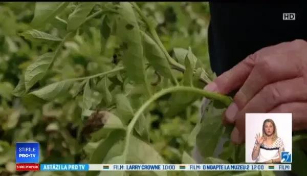 Ploile abundente din Harghita și Covasna au afectat culturile de cartofi