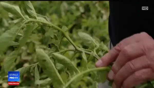 Ploile abundente din Harghita și Covasna au afectat culturile de cartofi