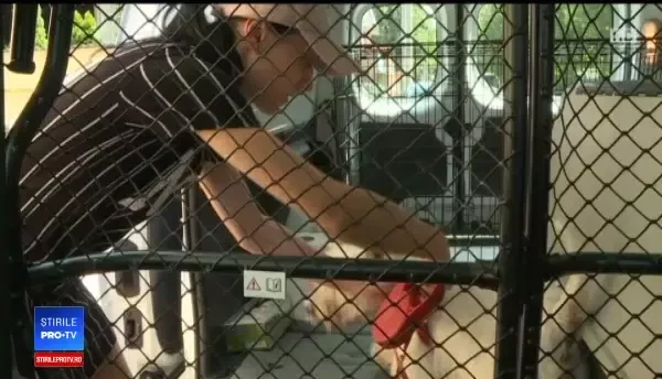 Primul serviciu de taxi pentru animalele de companie. Patrupedele pot călători și fără stăpân