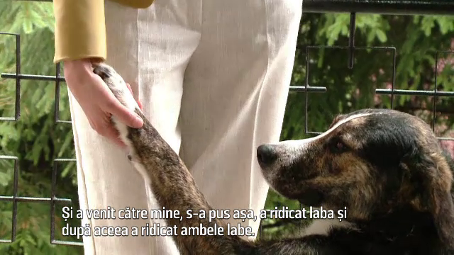 O nouă aventură pentru Max, câinele care a salvat un biciclist: a fugit de acasă